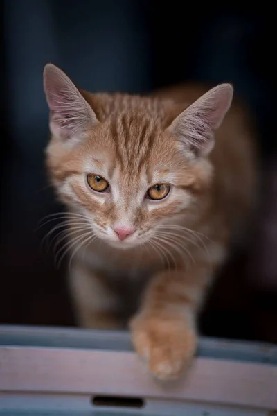 Selektivní Zaostření Záběr Tabby Kočka Pohybující Tmavým Rozmazaným Pozadím — Stock fotografie