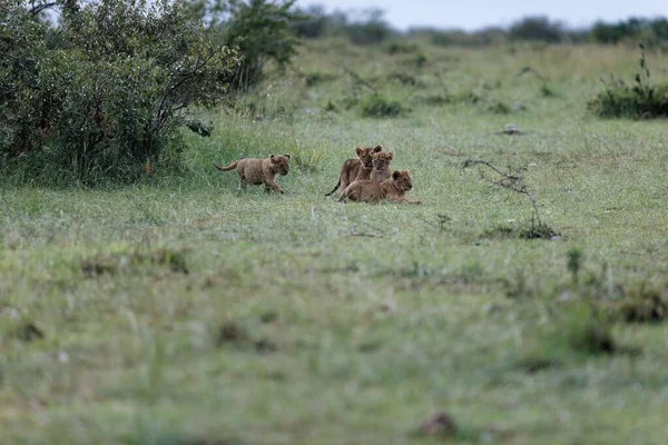 Lwie Młode Topi Pride Grają Masai Mara Kenii Urocze Małe — Zdjęcie stockowe