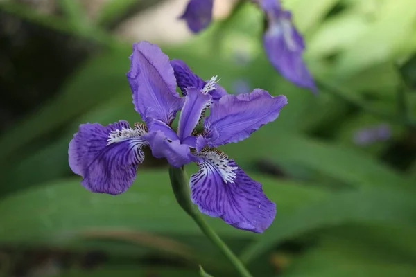 Zbliżenie Purpurowego Dachu Tęczówki Iris Tectorum Dorastającego Zielonym Ogrodzie — Zdjęcie stockowe