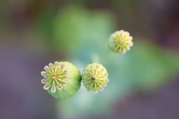 Макроснимок Засохших Маковых Цветов — стоковое фото