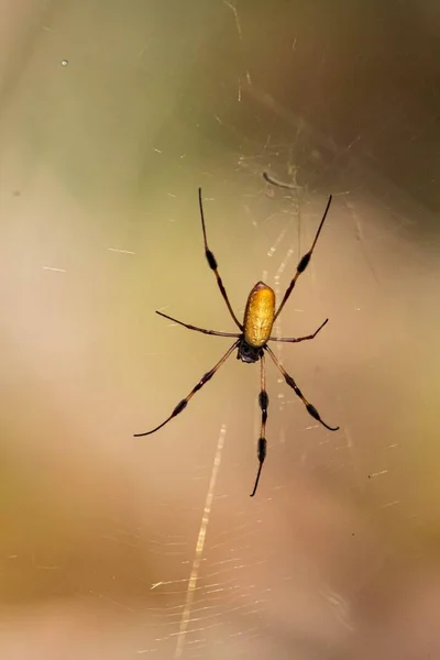 Altın Ipekten Bir Örümceğin Izole Edilmiş Arka Planında Makro Görüntüsü — Stok fotoğraf