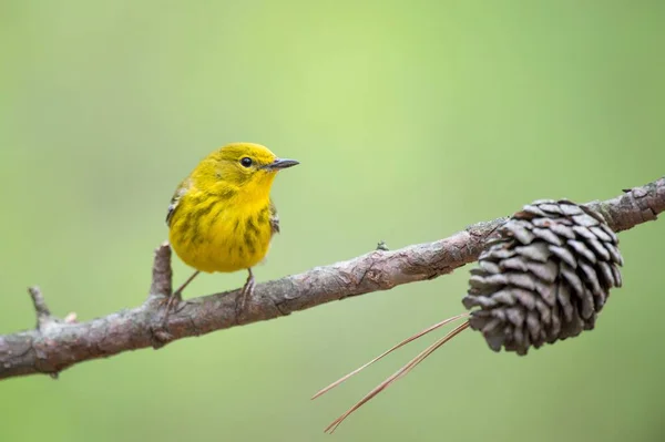 Een Close Shot Van Een Zittende Prothonotary Warbler Vogel — Stockfoto