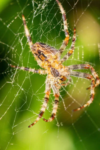 Ett Vertikalt Makro Spindel Ett Spindelnät — Stockfoto