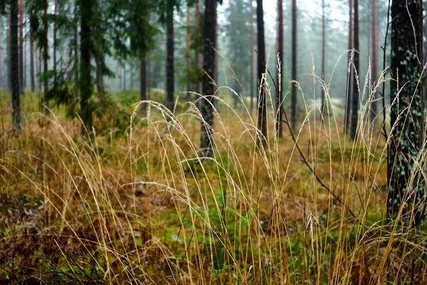 Beautiful Shot Dry Grass Forest Tall Trees — Stock Photo, Image