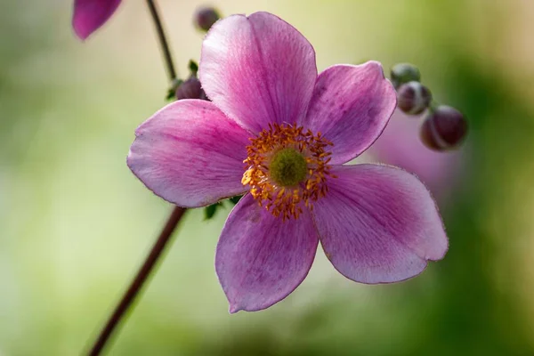 Primo Piano Fiore Anemone Giapponese Rosa Alla Luce Del Sole — Foto Stock