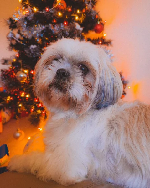 クリスマスツリーを背景にカット髪を持つ石頭犬の垂直閉鎖 — ストック写真