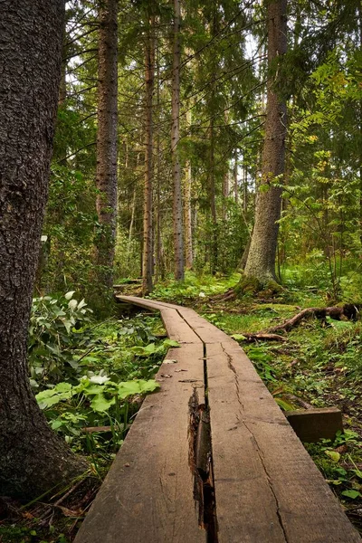 Sebuah Gambar Vertikal Dari Jalur Kayu Panjang Sebuah Taman Hutan — Stok Foto