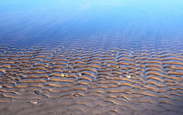 모래사장의 제비갈매기 — 스톡 사진