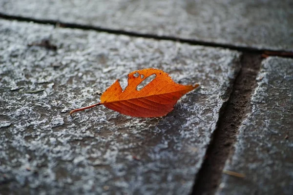 Ein Kleines Herbstblatt Auf Dem Boden — Stockfoto