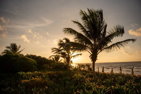 Charmanter Strand Mit Malerischen Palmen Bei Sonnenaufgang — Stockfoto