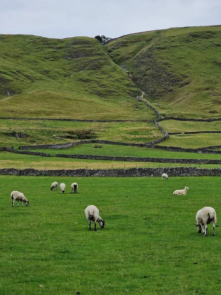 Die Suffolk Schafe Auf Dem Sehr Großen Feld — Stockfoto