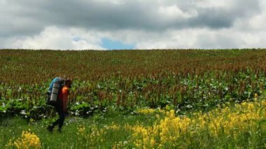 Aydınlık ve güneşli bir günde, kır çiçekleriyle çayırlarda yürüyen bir yürüyüşçü.