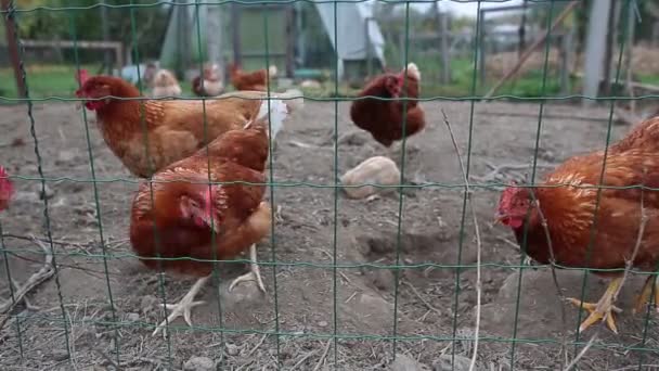 Closeup Footage Small Flock Farm Chickens Searching Food Grid Metal — Stock Video