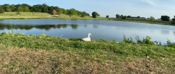 Close Pato Branco Sentado Borda Uma Lagoa — Vídeo de Stock