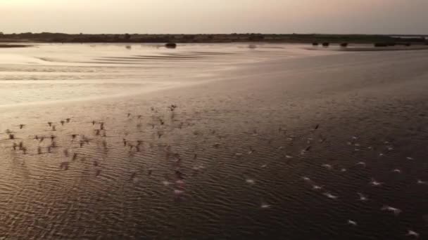 Потрясающие Фламинго Закате Залив Мусуло Луанда Ангола — стоковое видео
