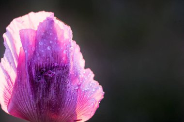 Karanlık bir arka planda afyon haşhaş çiçeğinin yakın plan çekimi - Papaver somniferum