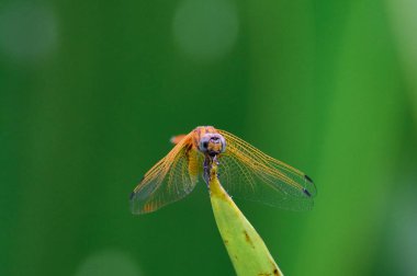 Ejderha turuncu, makro fotoğraf, yeşil arkaplan