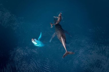 Temiz suda yunusların kuş bakışı görüntüsü