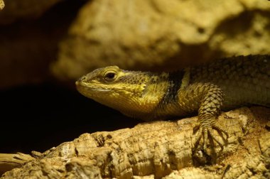 Teraryumdaki bir sceloporus kertenkelesinin yakın çekimi.