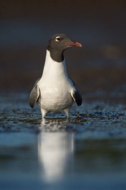 Gülen bir martının dikey çekimi.
