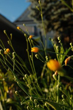 Gün doğumunda bahçede büyüyen güzel sarı çiçekler.