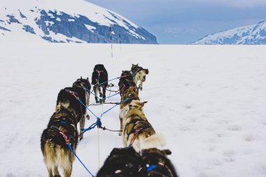 Bir grup Sibiryalı Husky kızak köpeği Juneau, Alaska 'da yoldalar.
