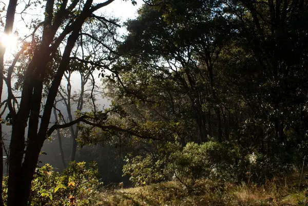 Красивый Зеленый Лес Ярком Рассвете — стоковое фото