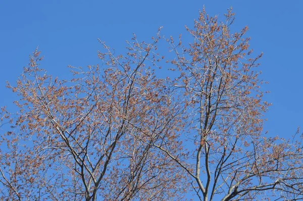 Eine Flache Aufnahme Eines Halb Kahlen Baumes Vor Einem Klaren — Stockfoto