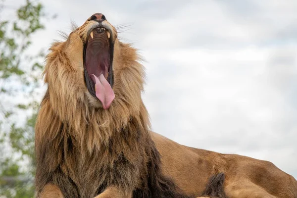 Leão Preguiçoso Deitado Bocejando Grande Dia Nublado — Fotografia de Stock