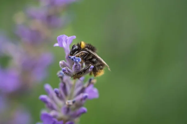 Μια Μέλισσα Πίνοντας Νέκταρ Από Λεβάντα — Φωτογραφία Αρχείου
