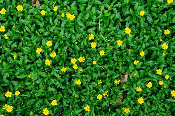 A perfectly-trimmed green hedge plant texture with yellow flowers to use as a  background