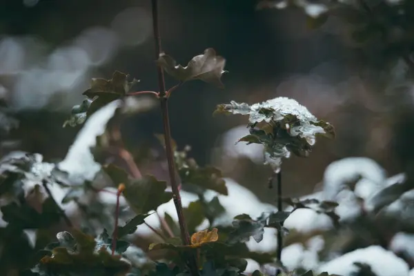 背景がぼやけている冬の日に雪に覆われた濃い緑の葉の閉鎖 — ストック写真