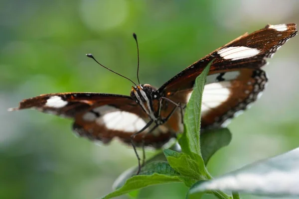 Bir Bitkinin Üzerindeki Güzel Koyu Desenli Bir Kelebeğin Makro Görüntüsü — Stok fotoğraf