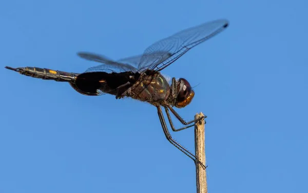 Closeup Dragonfly Perched Wood Blue Sky — Stock Photo, Image
