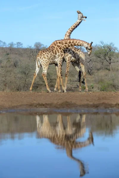Vízparton Álló Zsiráfok Látványa — Stock Fotó