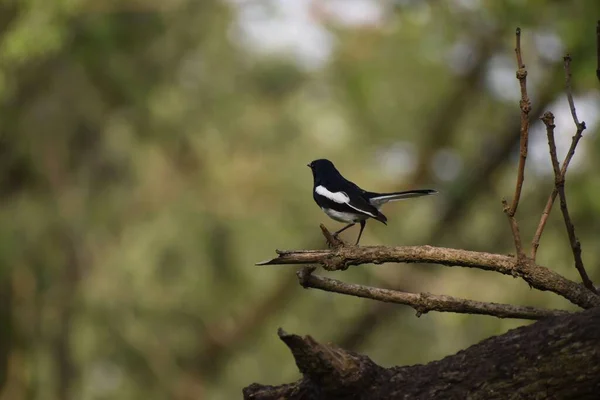 Ağaç Dalında Duran Doğulu Bir Magpie Robin Bir Kenarı Bulanık — Stok fotoğraf