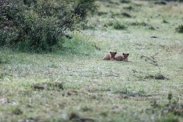 Los Dos Cachorros León Reserva Masai Mara Kenia África — Foto de Stock