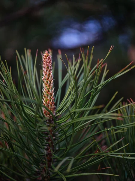 Vertical Closeup Pine Tree Blurred Background — Stock Photo, Image