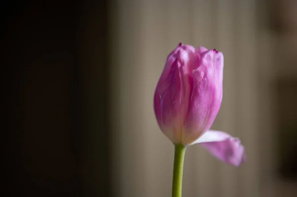 Primer Plano Una Flor Tulipán Rosa Floreciente — Foto de Stock
