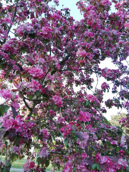 Tam Bloom Kiraz Çiçeği Ağaç — Stok fotoğraf