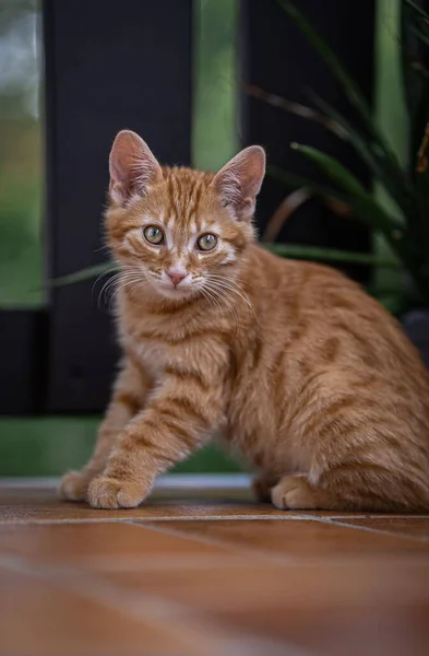 Vertikální Záběr Kočky Tabby Kameru Zeleným Rozmazaným Pozadím — Stock fotografie