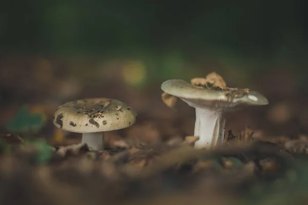 숲에서 자라는 버섯들을 데모아 — 스톡 사진