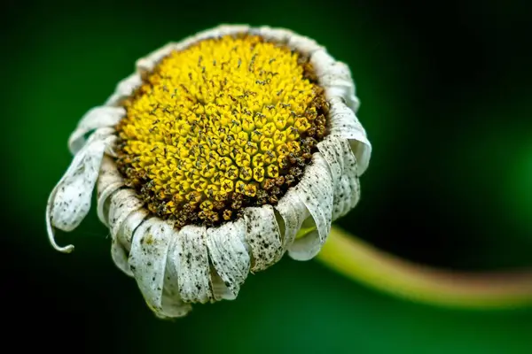 Bulanık Bir Arkaplanda Kuru Bir Papatya Çiçeğinin Yakın Çekimi — Stok fotoğraf