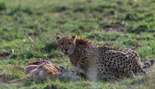 Gepardy Masaimara Zrobione Podczas Mojej Ostatniej Podróży Masaimara — Zdjęcie stockowe