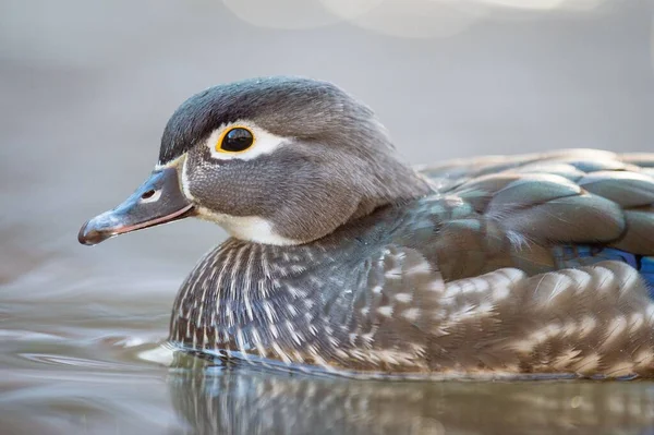 Sakin Bir Gölette Yüzen Güzel Bir Wood Duck Yakın Çekimi — Stok fotoğraf