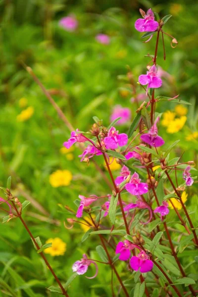 在一片朦胧的花田里 一丛一丛一丛丛的紫苏花 — 图库照片