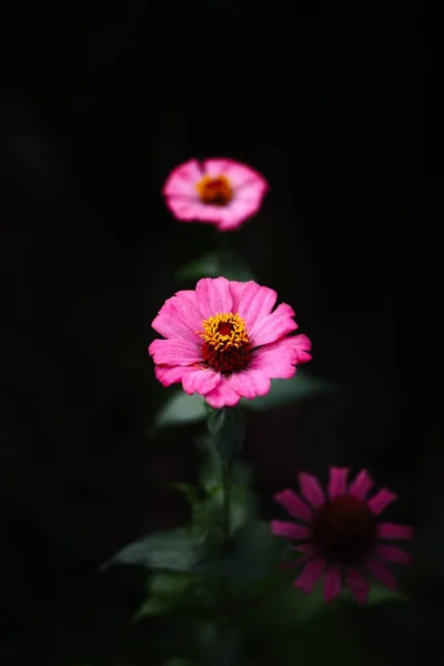 Tiro Vertical Flores Rosa Florescendo — Fotografia de Stock