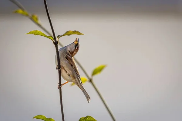 白い背景に孤立した枝に灰色の毛虫の鳥のクローズアップ — ストック写真