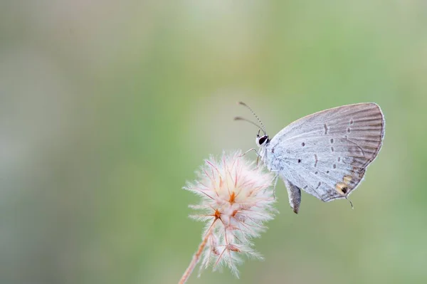 花に蝶の浅い焦点ショット — ストック写真