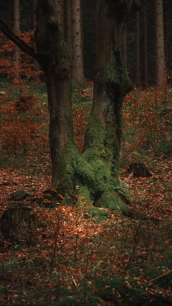 산맥에 소나무 숲에서 이끼로 뒤덮인 나무가 수직으로 — 스톡 사진